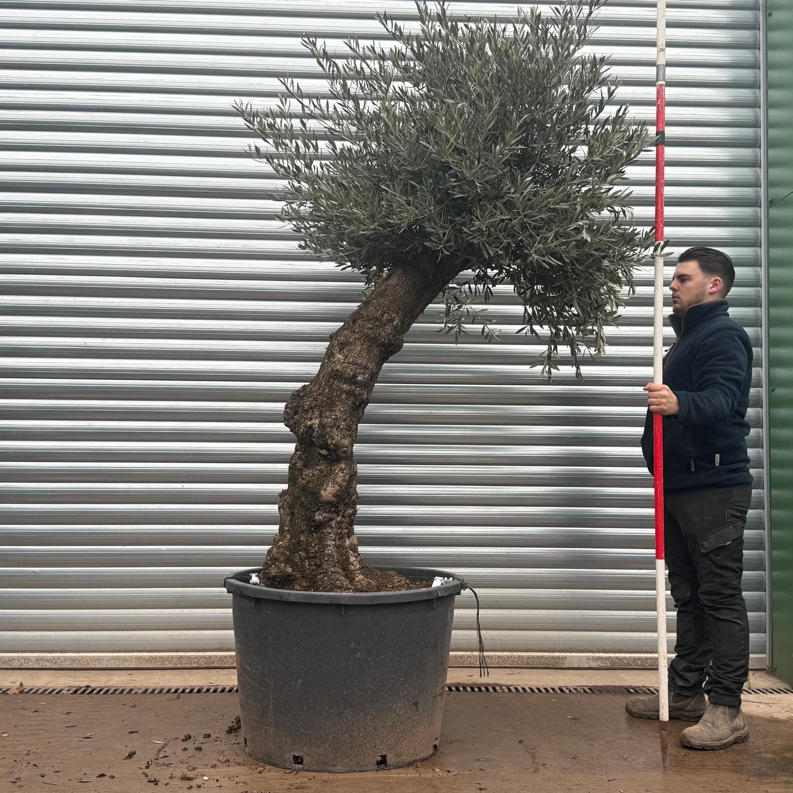 Olive Trees | Gnarly Olive Trees | Natural Quirky 20786