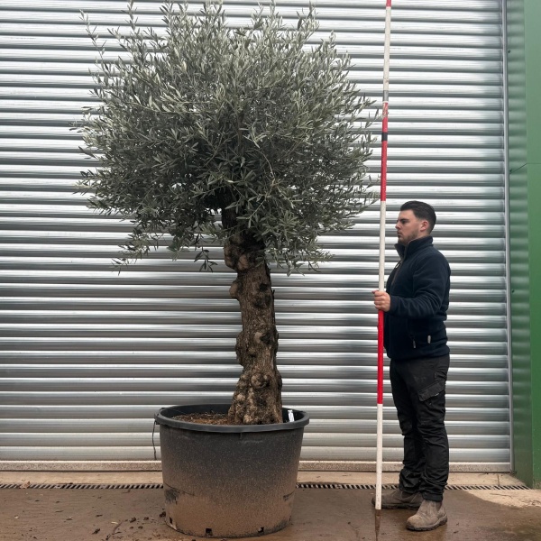 Olive Trees | Old Olive Trees | 20787