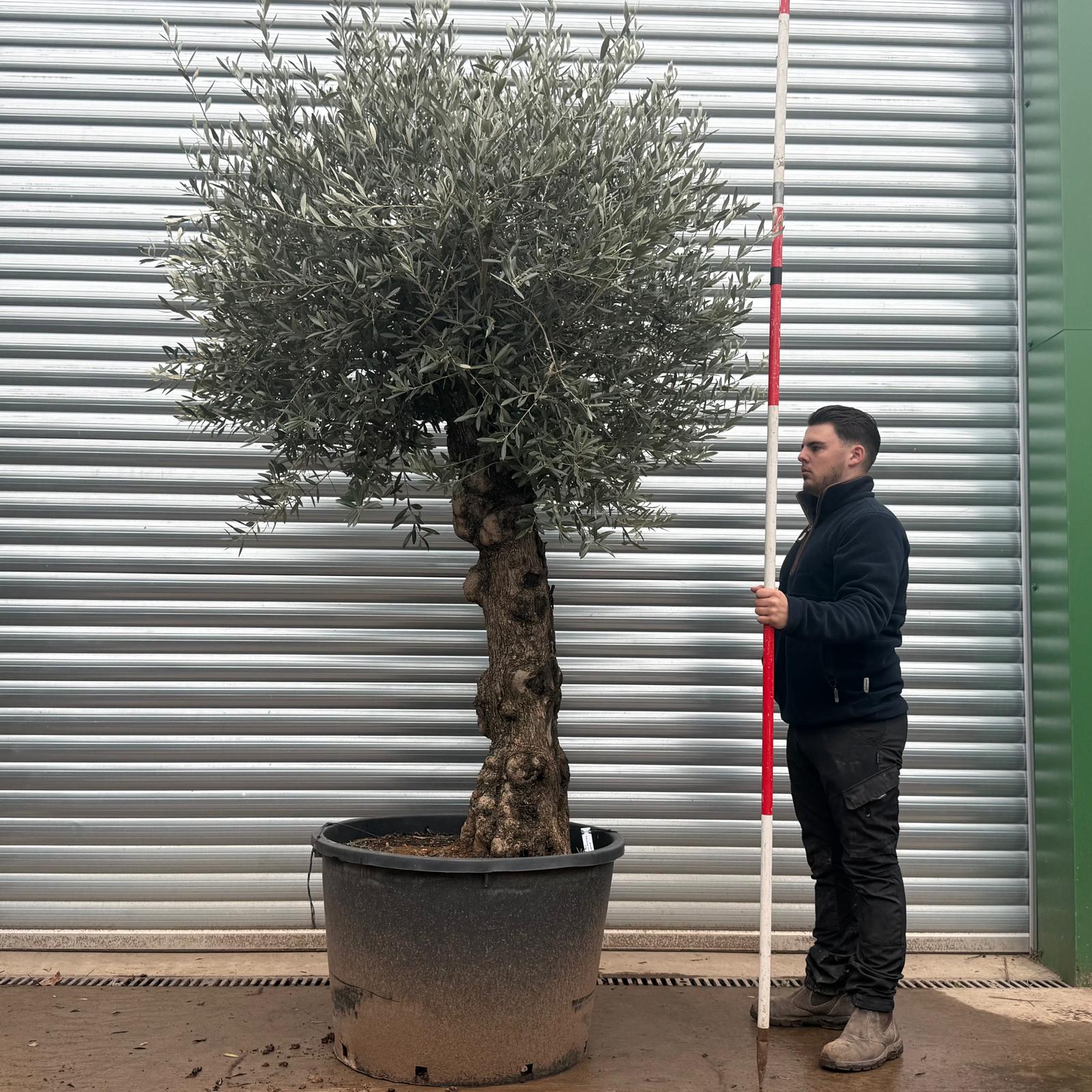 Olive Trees | Old Olive Trees | 20787