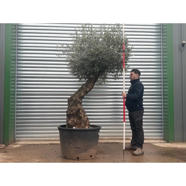 Olive Trees | Gnarly Olive Trees | 20788