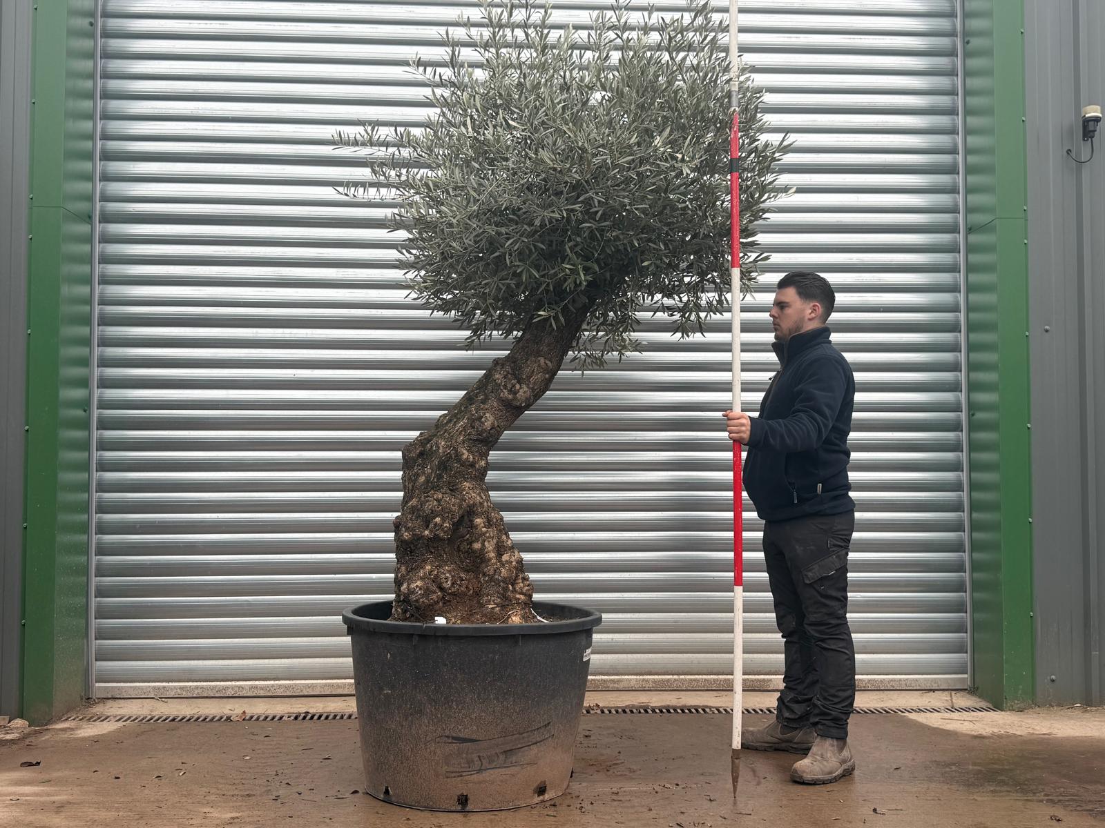 Olive Trees | Gnarly Olive Trees | 20788