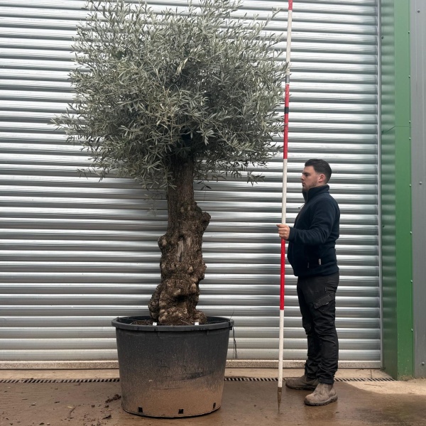 Olive Trees | Gnarly Olive Trees | 20789