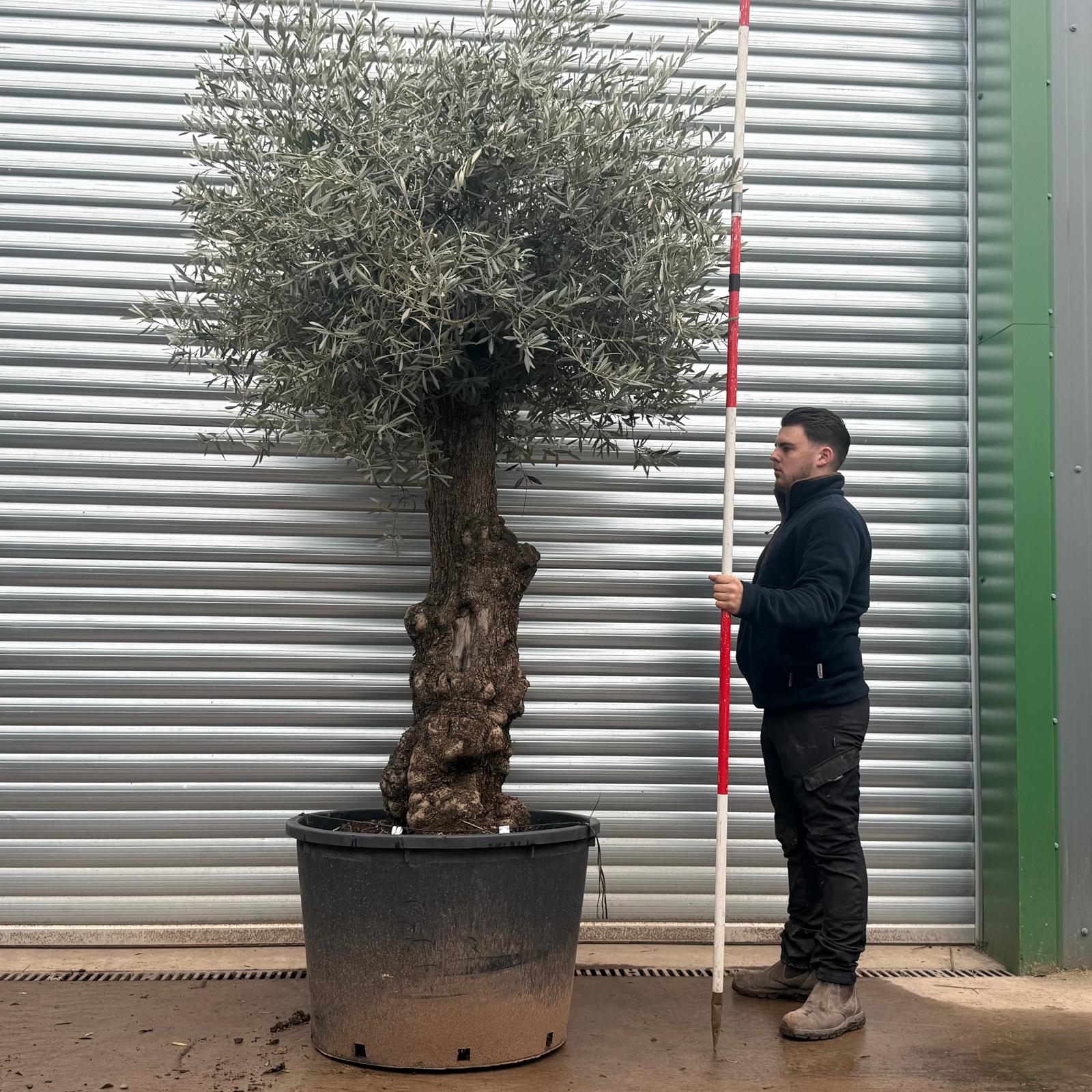 Olive Trees | Gnarly Olive Trees | 20789