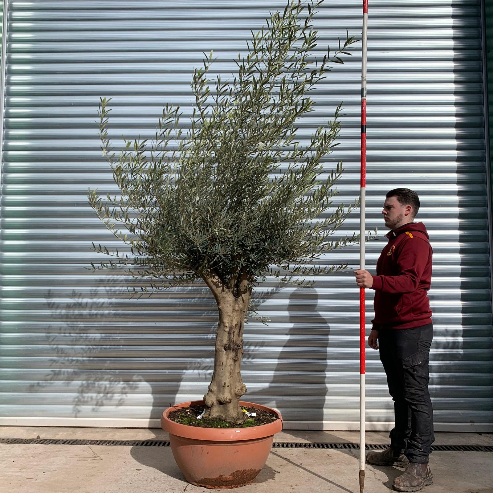 Olive Trees | Branched Olive Trees | 22048