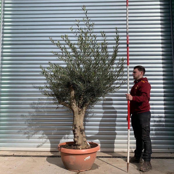 Olive Trees | Branched Olive Trees | 22049