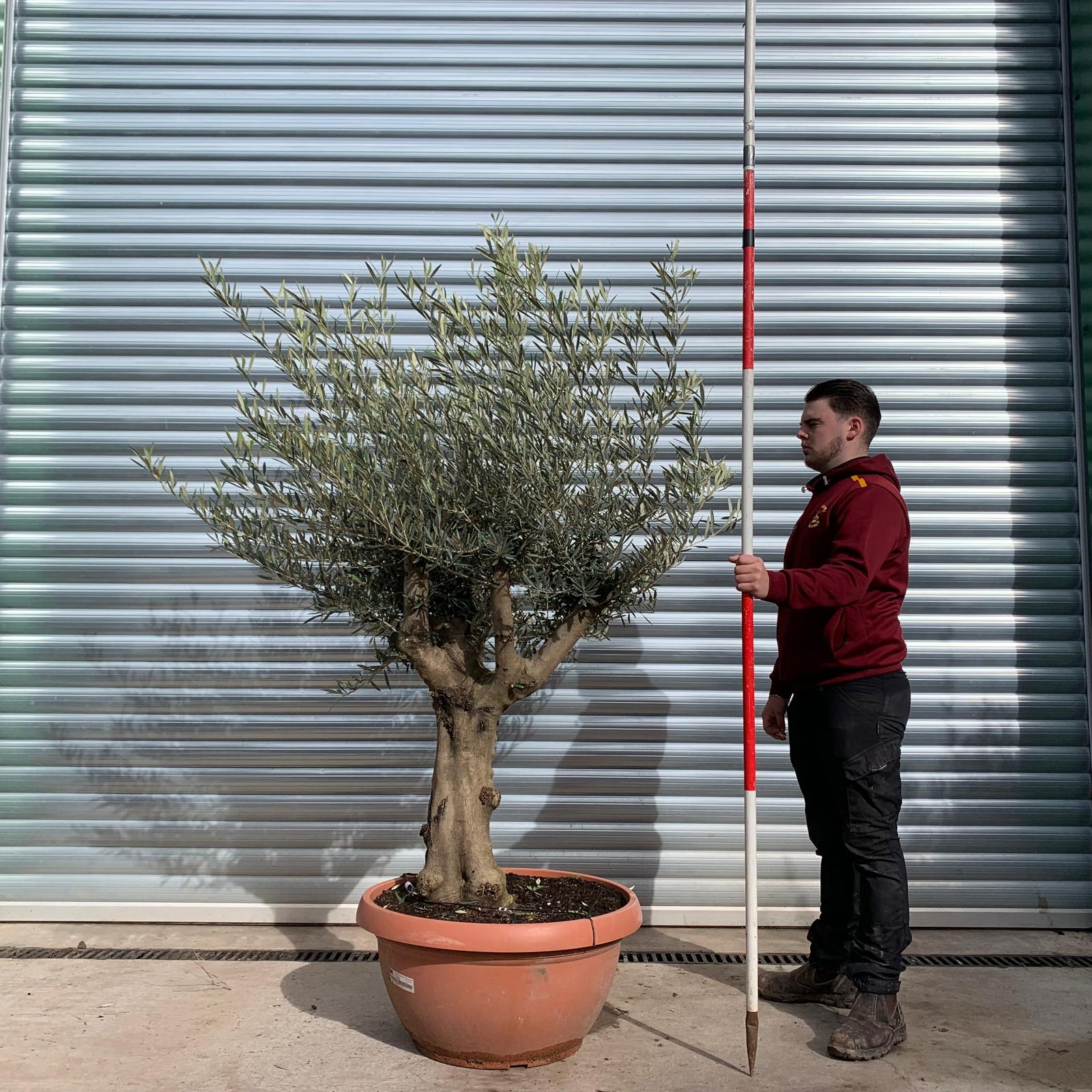 Olive Trees | Branched Olive Trees | 22050