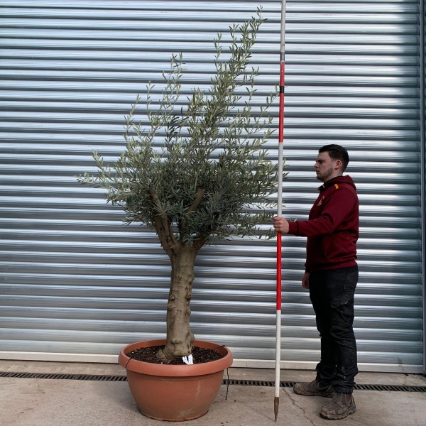 Olive Trees | Mature Olive Trees | 22051