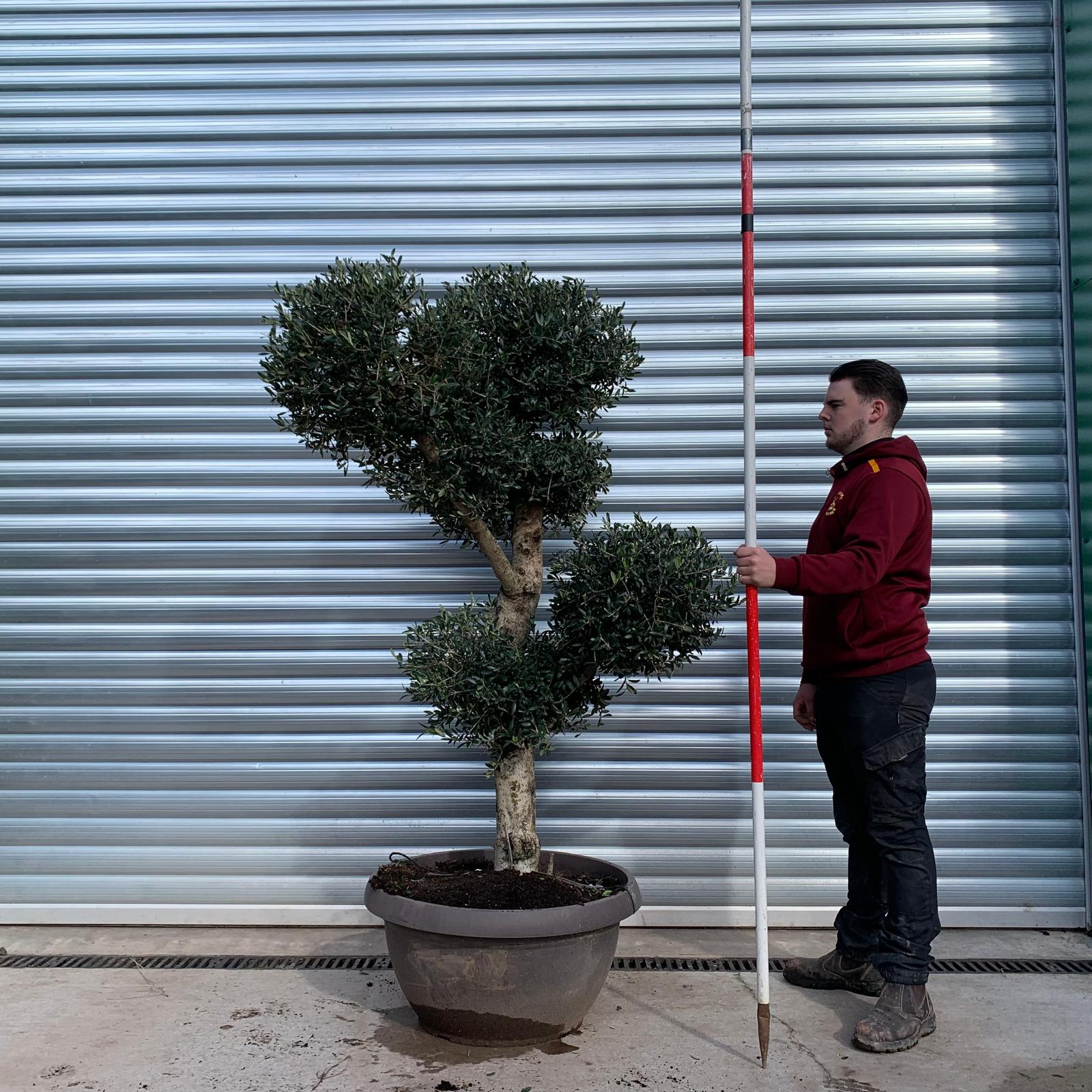 Olive Trees | Clipped Olive Trees | 22052