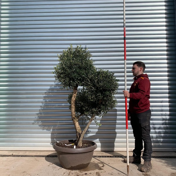 Olive Trees | Clipped Olive Trees | 22053