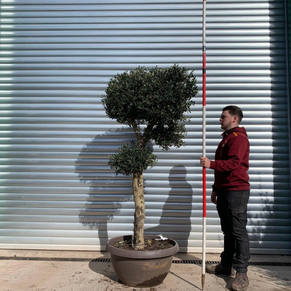 Olive Trees | Clipped Olive Trees | 22054