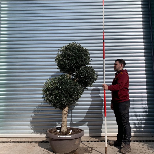 Olive Trees | Clipped Olive Trees | 22055