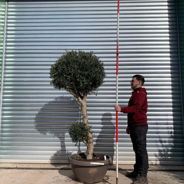 Olive Trees | Clipped Olive Trees | 22056