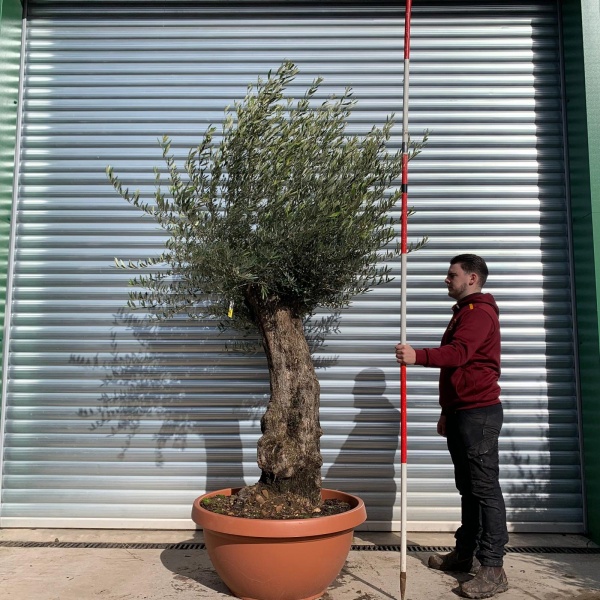 Olive Trees | Old Olive Trees | 22057