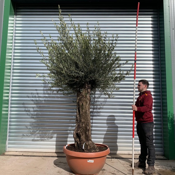 Olive Trees | Old Olive Trees | 22058