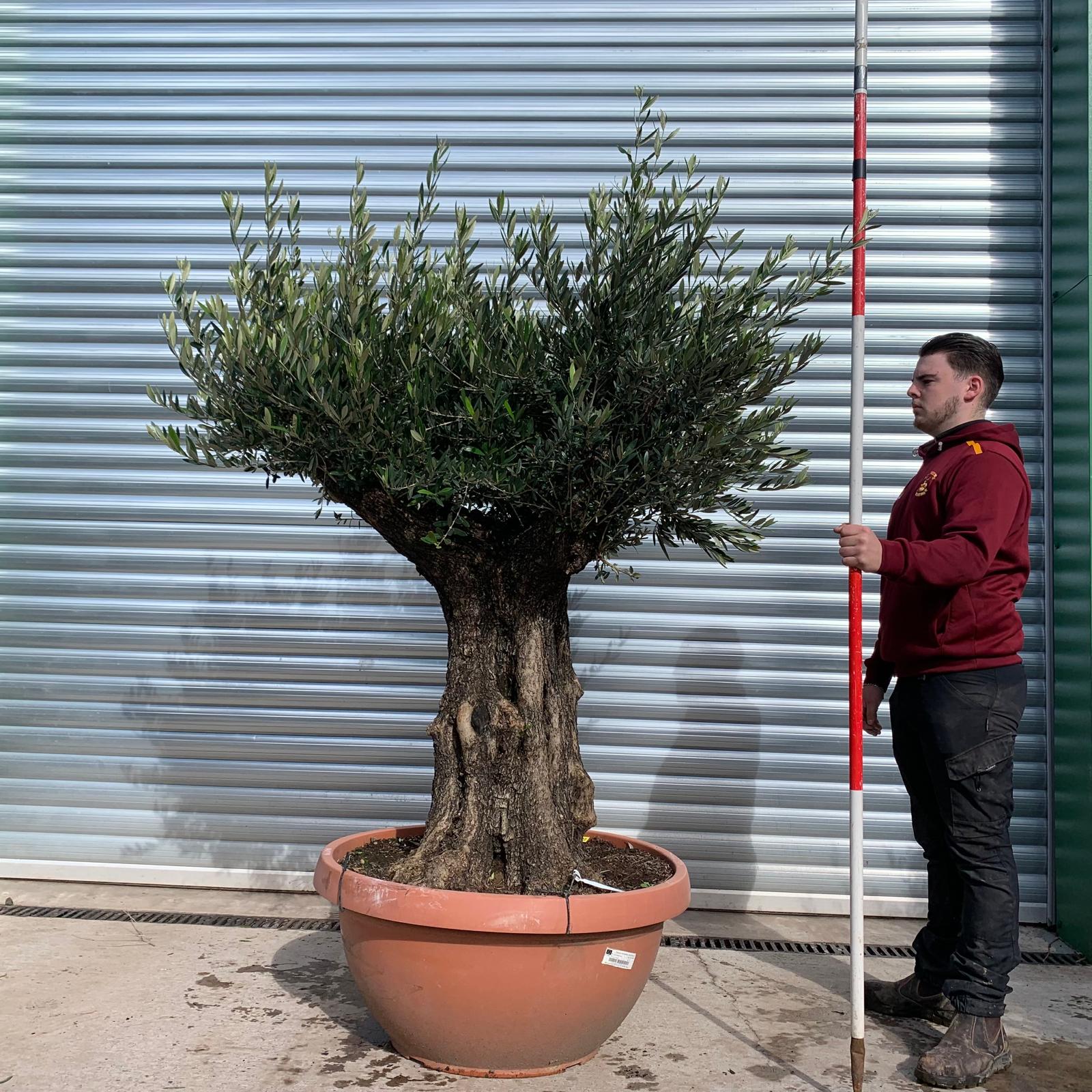 Olive Trees | Ancient Branched Olive Trees | 22059