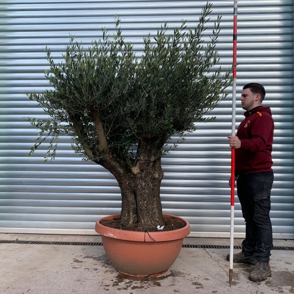 Olive Trees | Ancient Branched Olive Trees | 22060