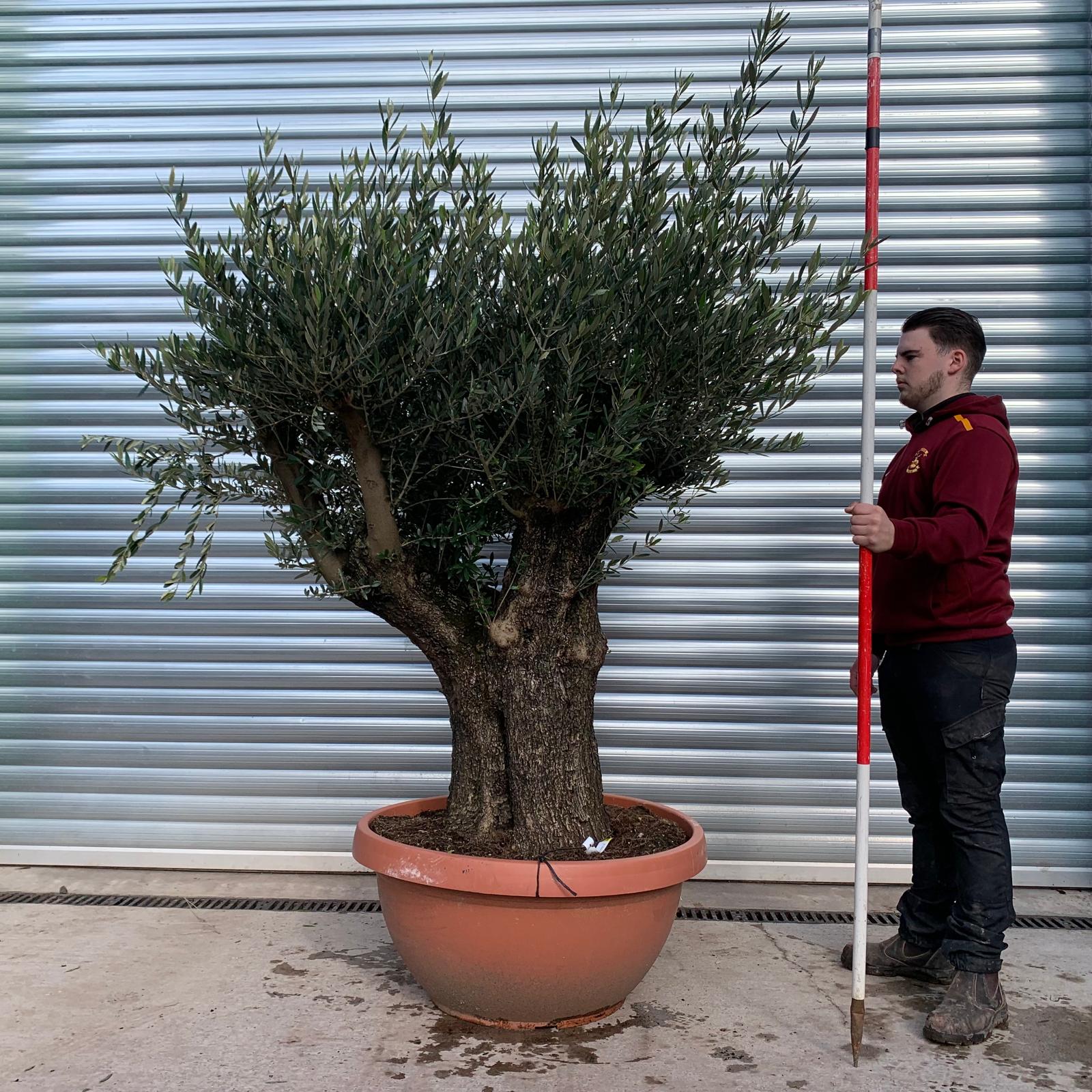 Olive Trees | Ancient Branched Olive Trees | 22060