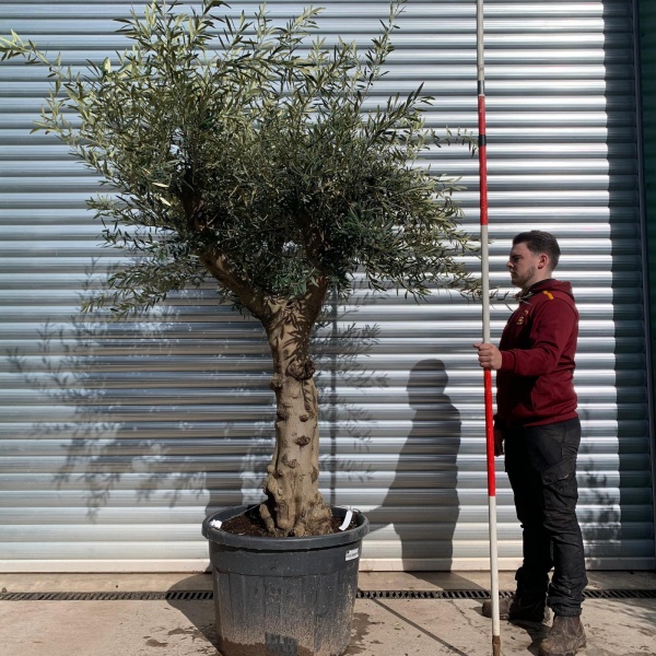 Olive Trees | Old Olive Trees | 22061