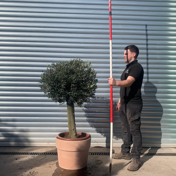 Olive Trees | Clipped Olive Trees | Potted Olive Trees 22062v