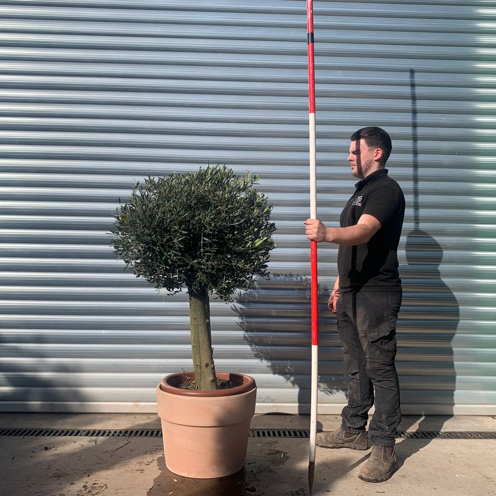 Olive Trees | Clipped Olive Trees | Potted Olive Trees 22062v