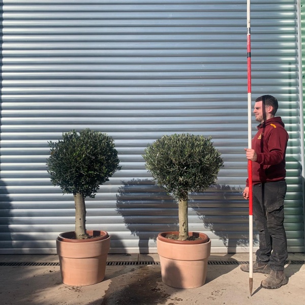 Olive Trees | Clipped Olive Trees | Pair Potted Olive Trees 22063 64v