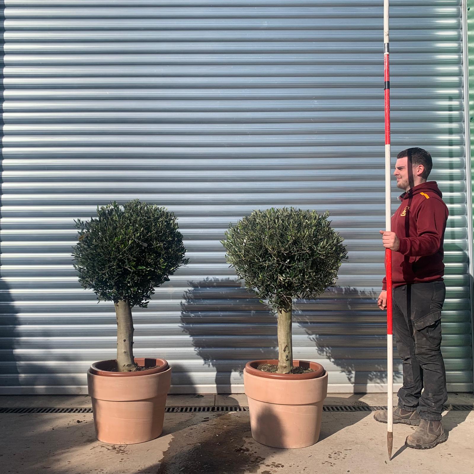 Olive Trees | Clipped Olive Trees | Pair Potted Olive Trees 22063 64v