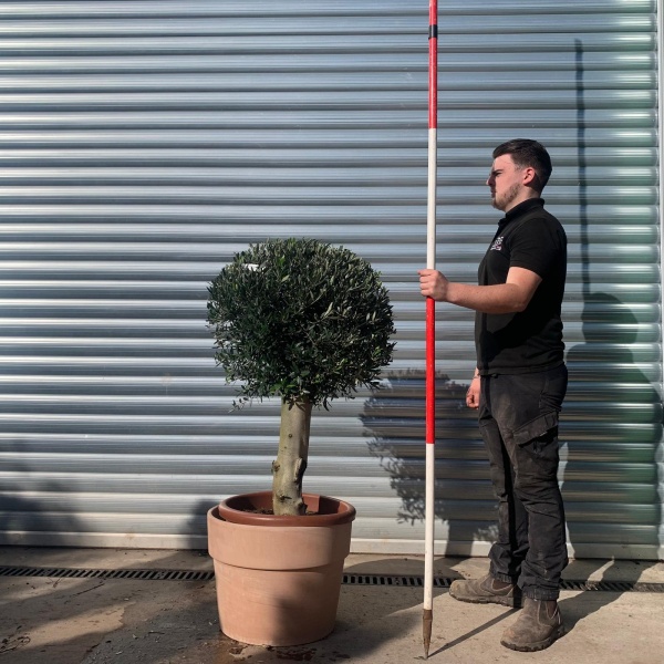 Olive Trees | Clipped Olive Trees | Potted Olive Trees 22065v