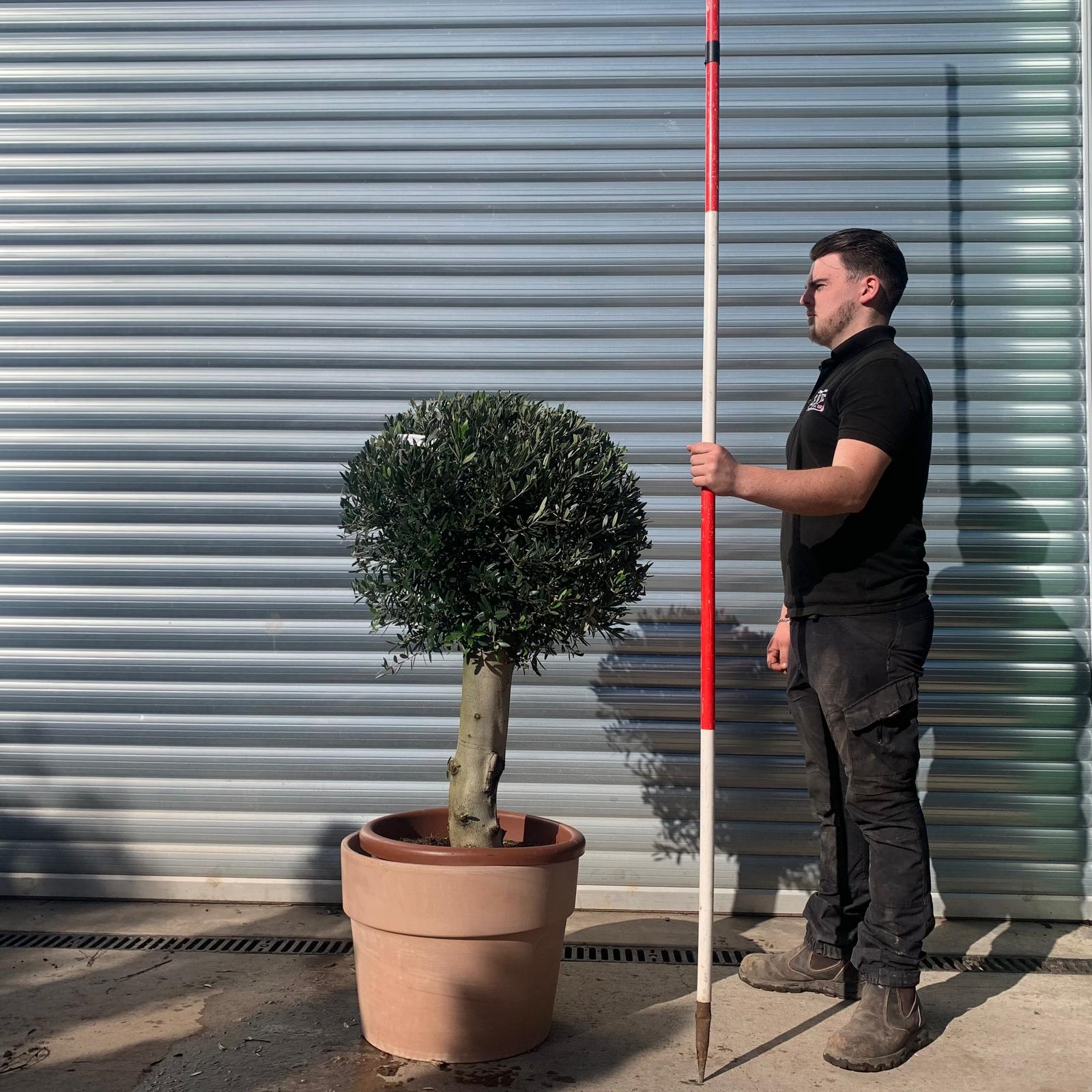 Olive Trees | Clipped Olive Trees | Potted Olive Trees 22065v