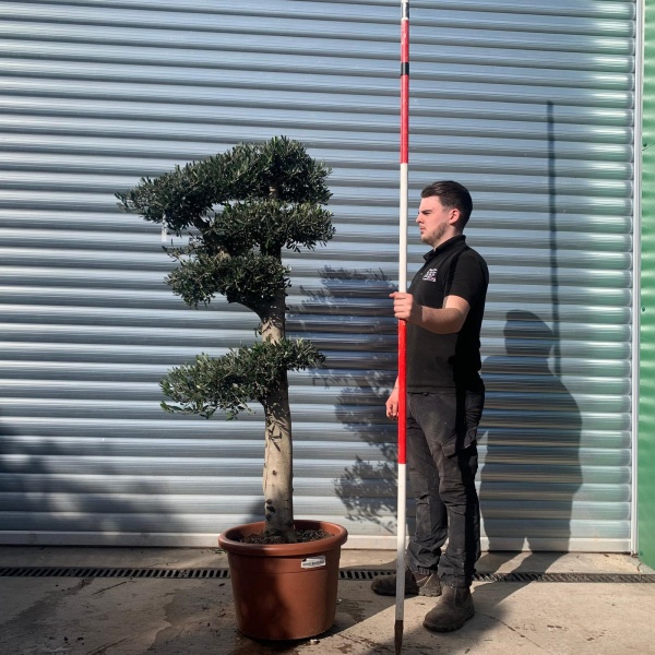 Olive Trees | Cloud Olive Trees | 22066