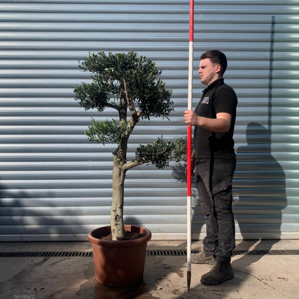 Olive Trees | Cloud Olive Trees | 22067