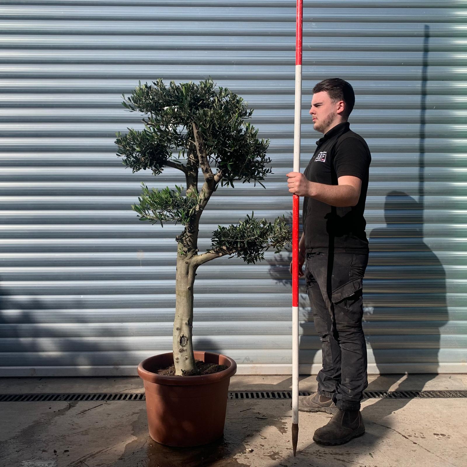 Olive Trees | Cloud Olive Trees | 22067