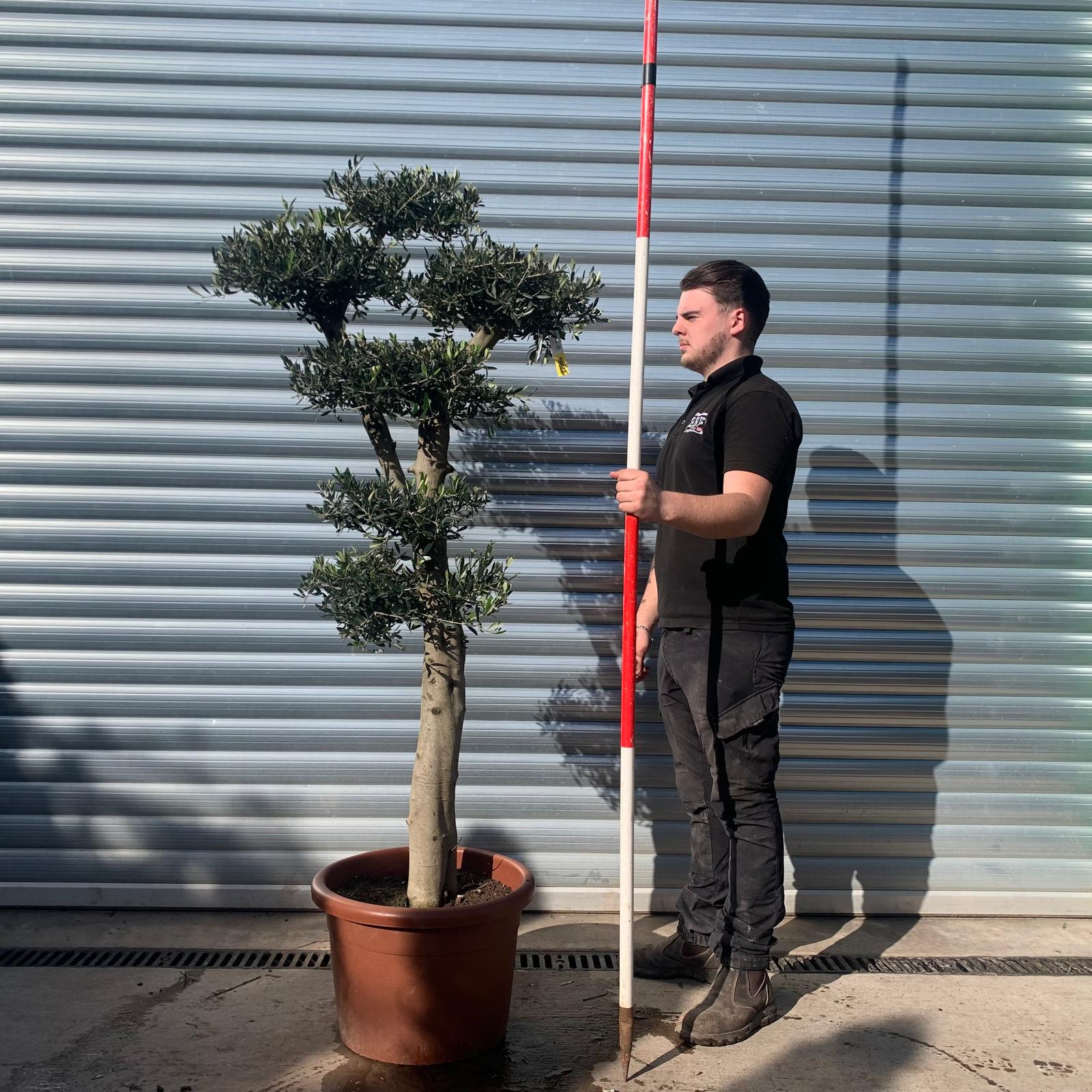 Olive Trees | Cloud Olive Trees | 22068