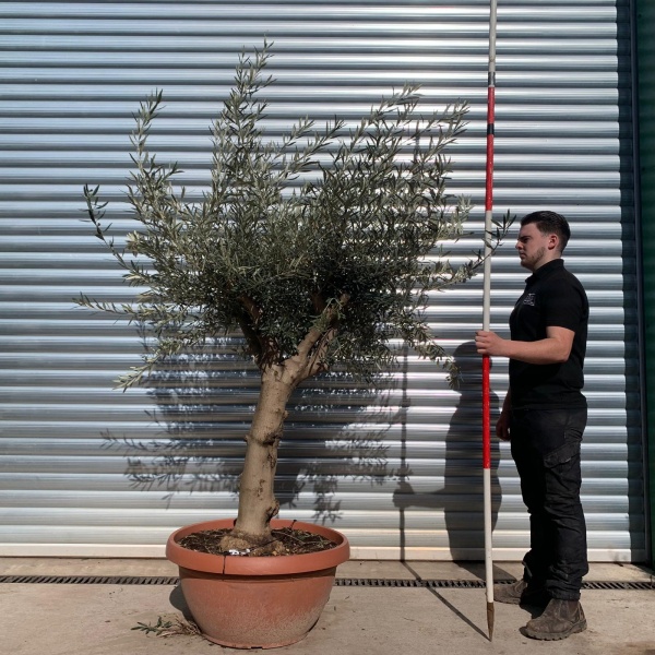 Olive Trees | Mature Olive Trees | 22069