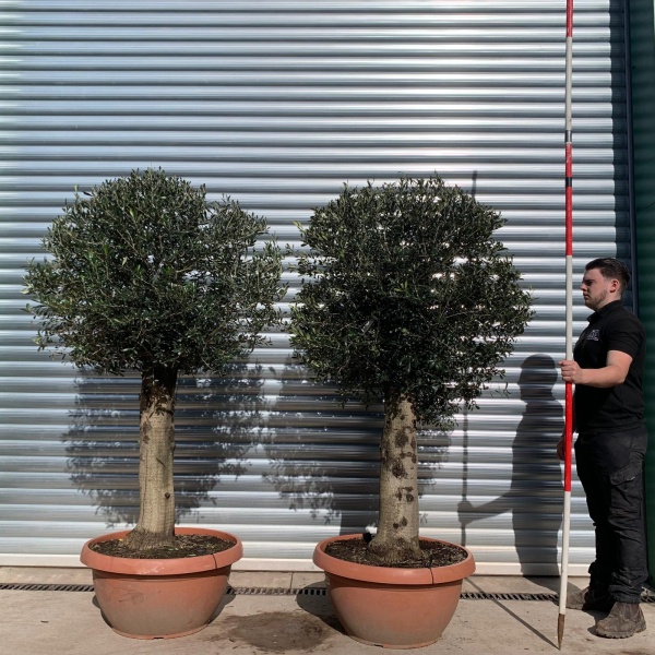 Olive Trees | Clipped Olive Trees | Pair of Olive Trees 22070 71