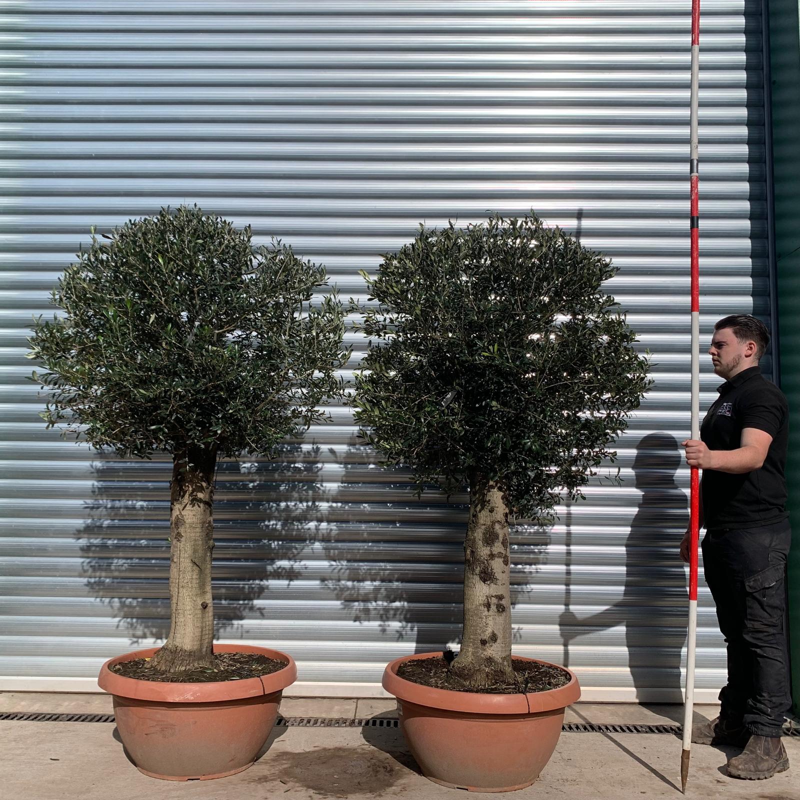 Olive Trees | Clipped Olive Trees | Pair of Olive Trees 22070 71