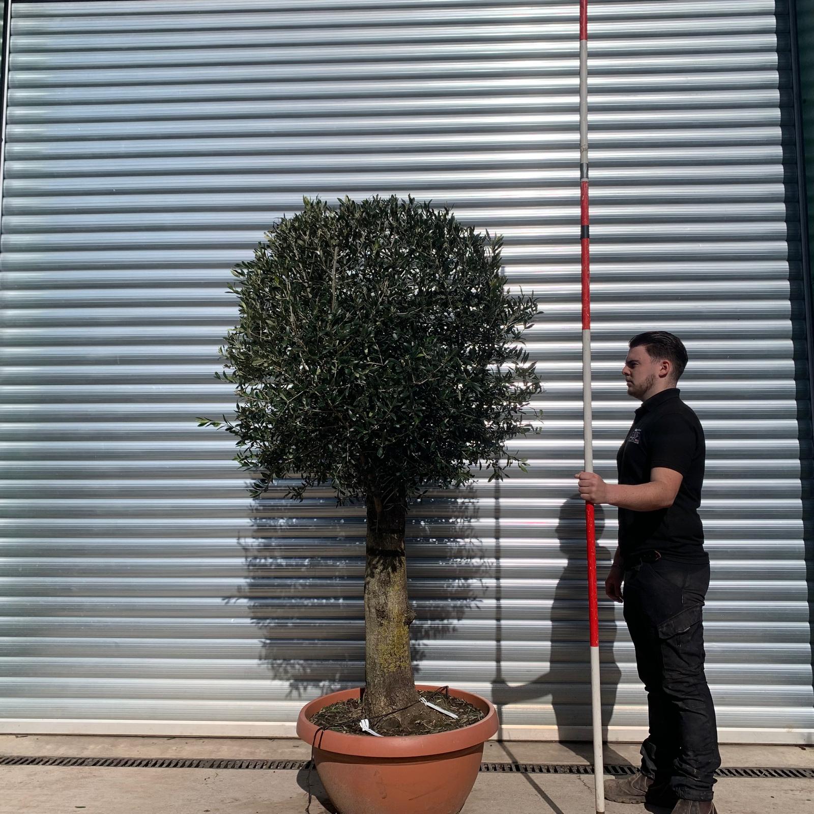 Olive Trees | Clipped Olive Trees | 22072