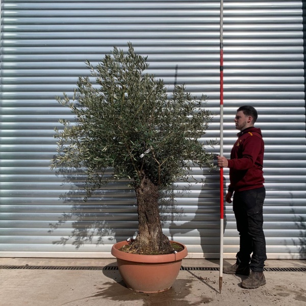 Olive Trees | Old Olive Trees | 22074