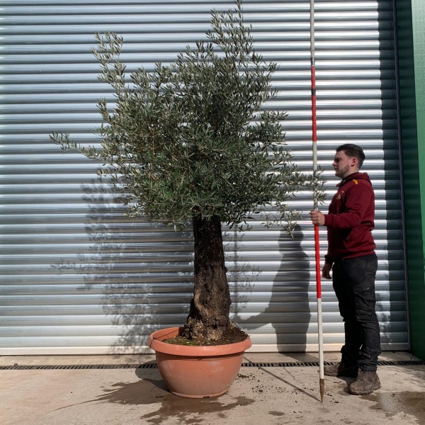 Olive Trees | Old Olive Trees | 22075