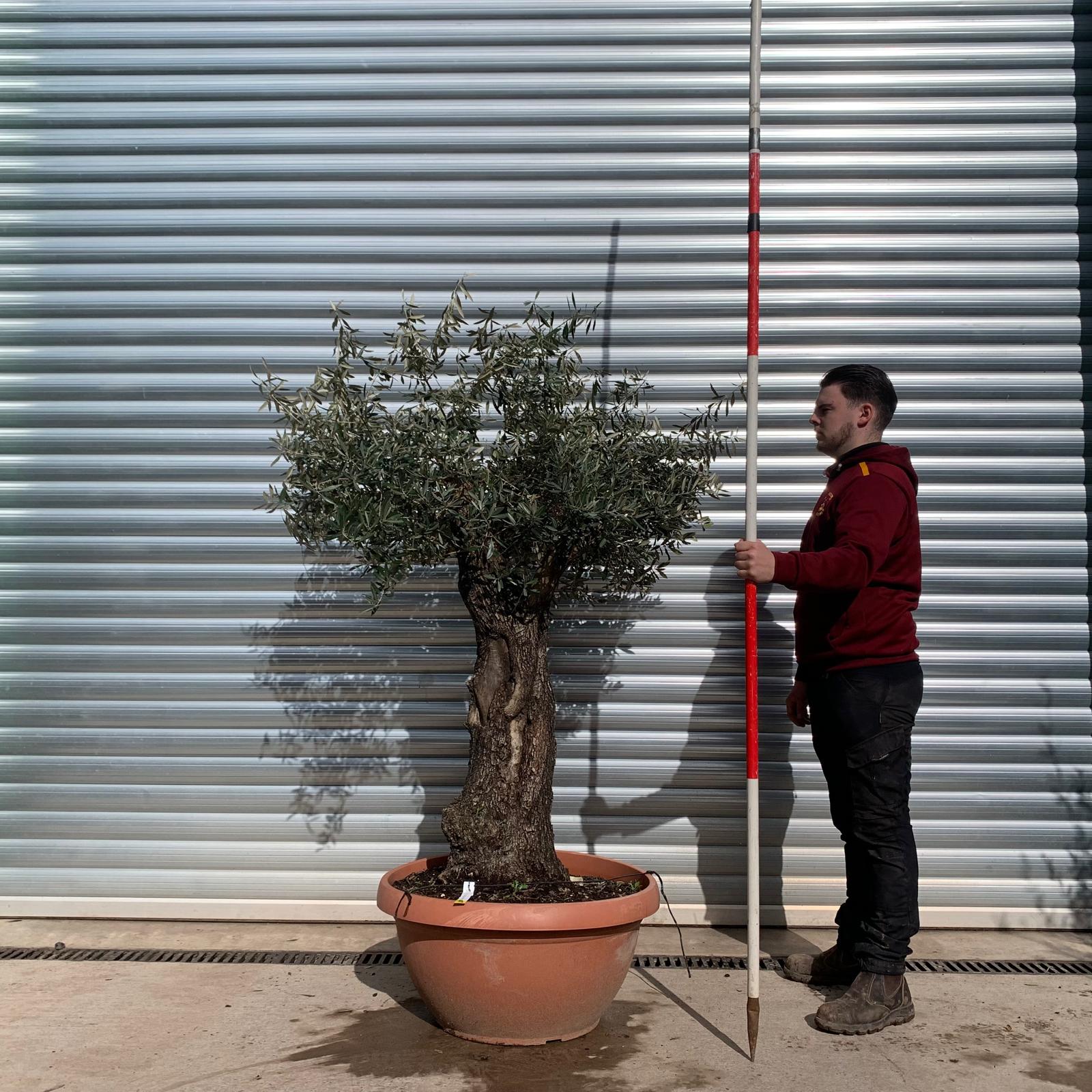 Olive Trees | Old Olive Trees | 22077