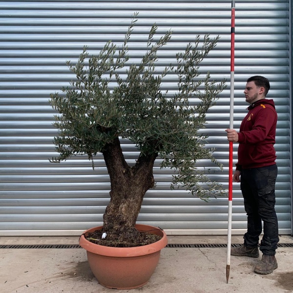 Olive Trees | Branched Olive Trees | 22078