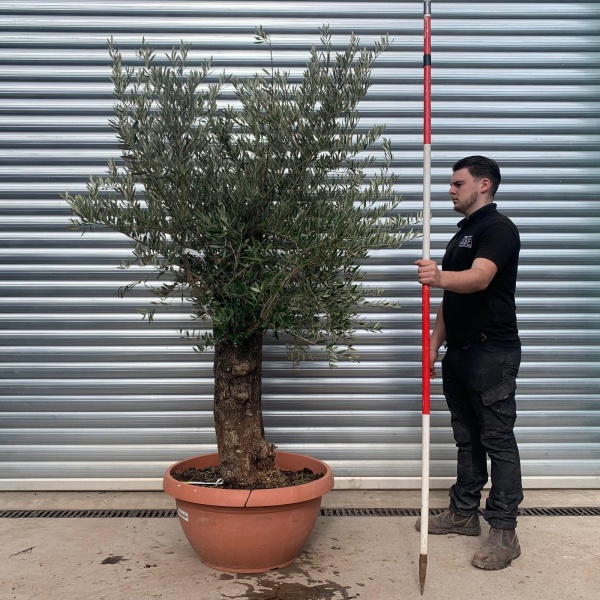 Olive Trees | Old Olive Trees | 22079