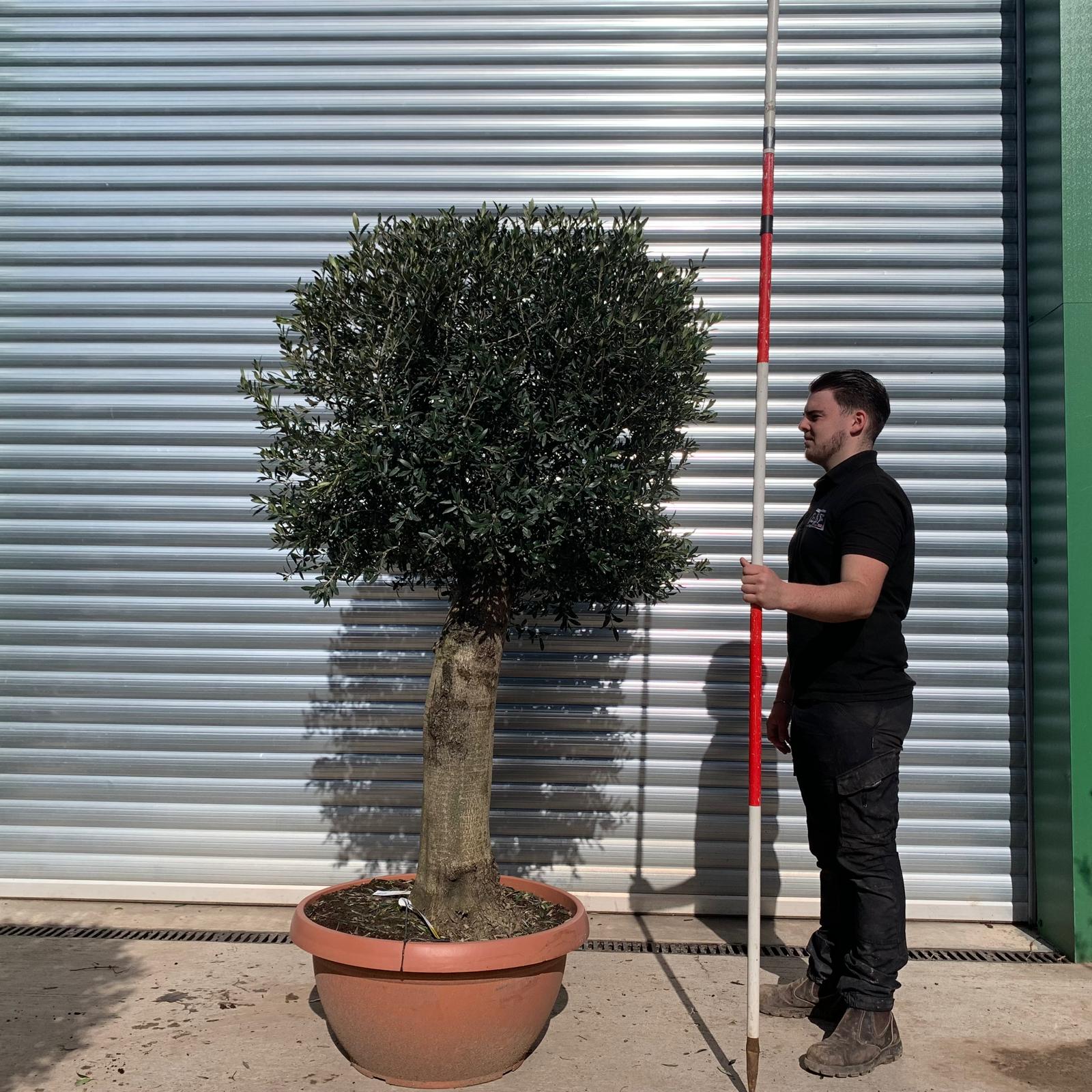 Olive Trees | Clipped Olive Trees | 22080