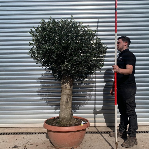 Olive Trees | Clipped Olive Trees | 22081