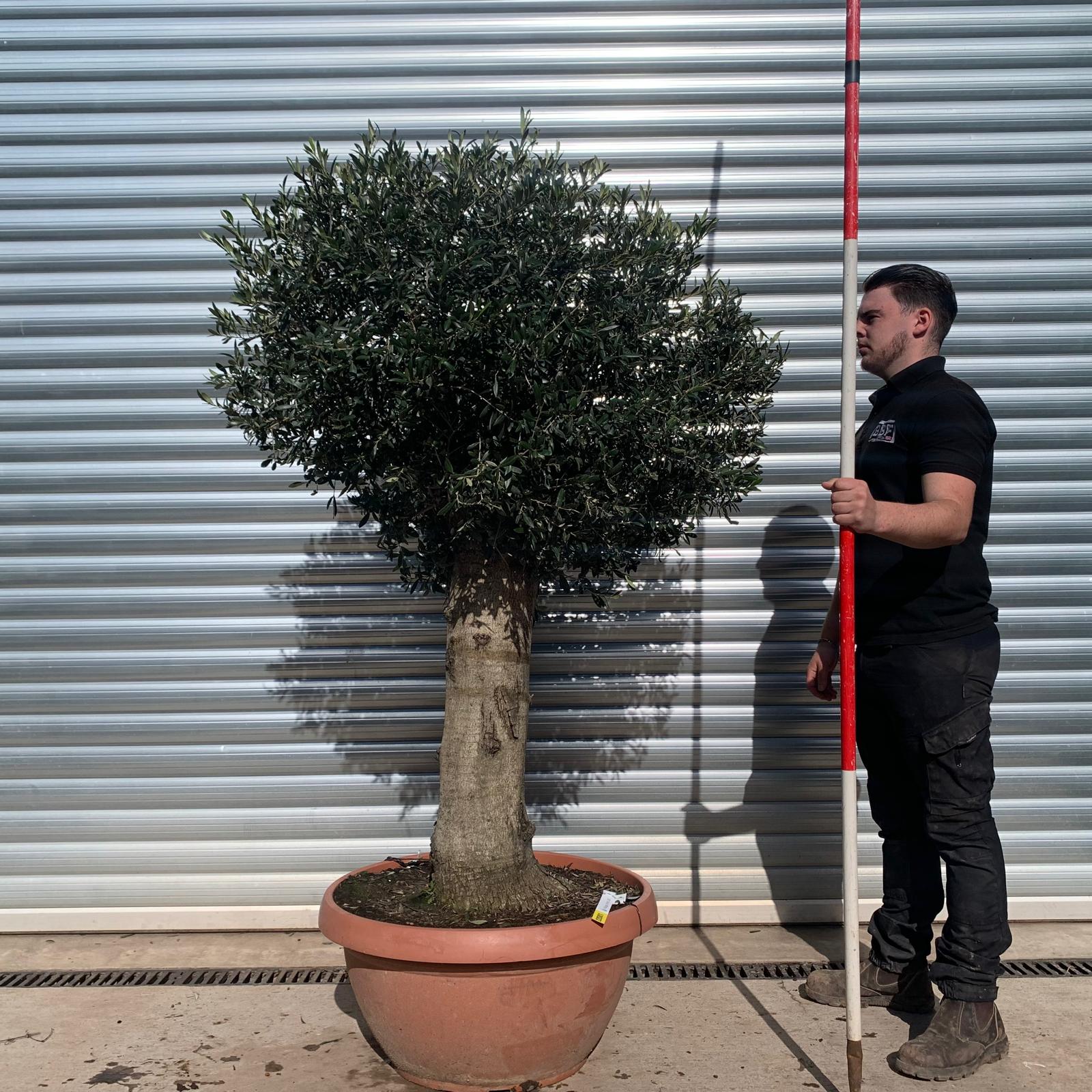 Olive Trees | Clipped Olive Trees | 22081