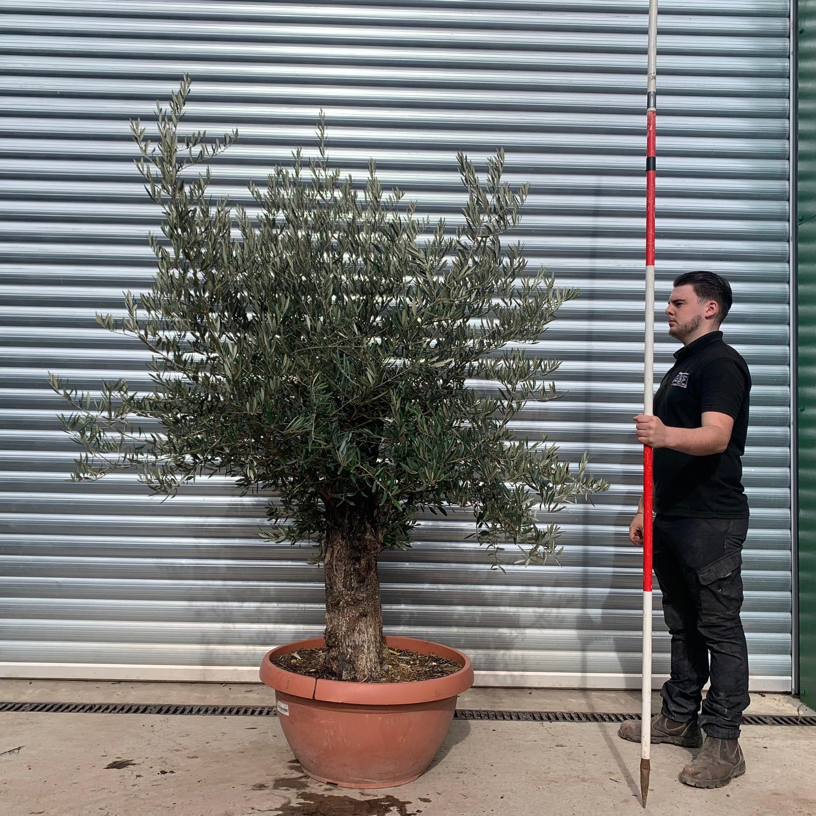 Olive Trees | Mature Olive Trees | 22082