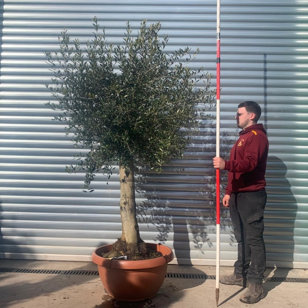 Olive Trees | Mature Olive Trees | 22085