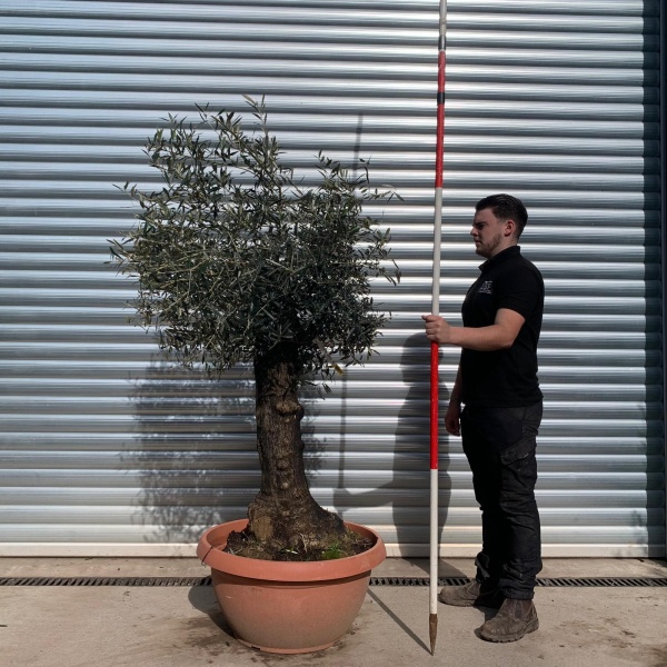 Olive Trees | Old Olive Trees | 22086