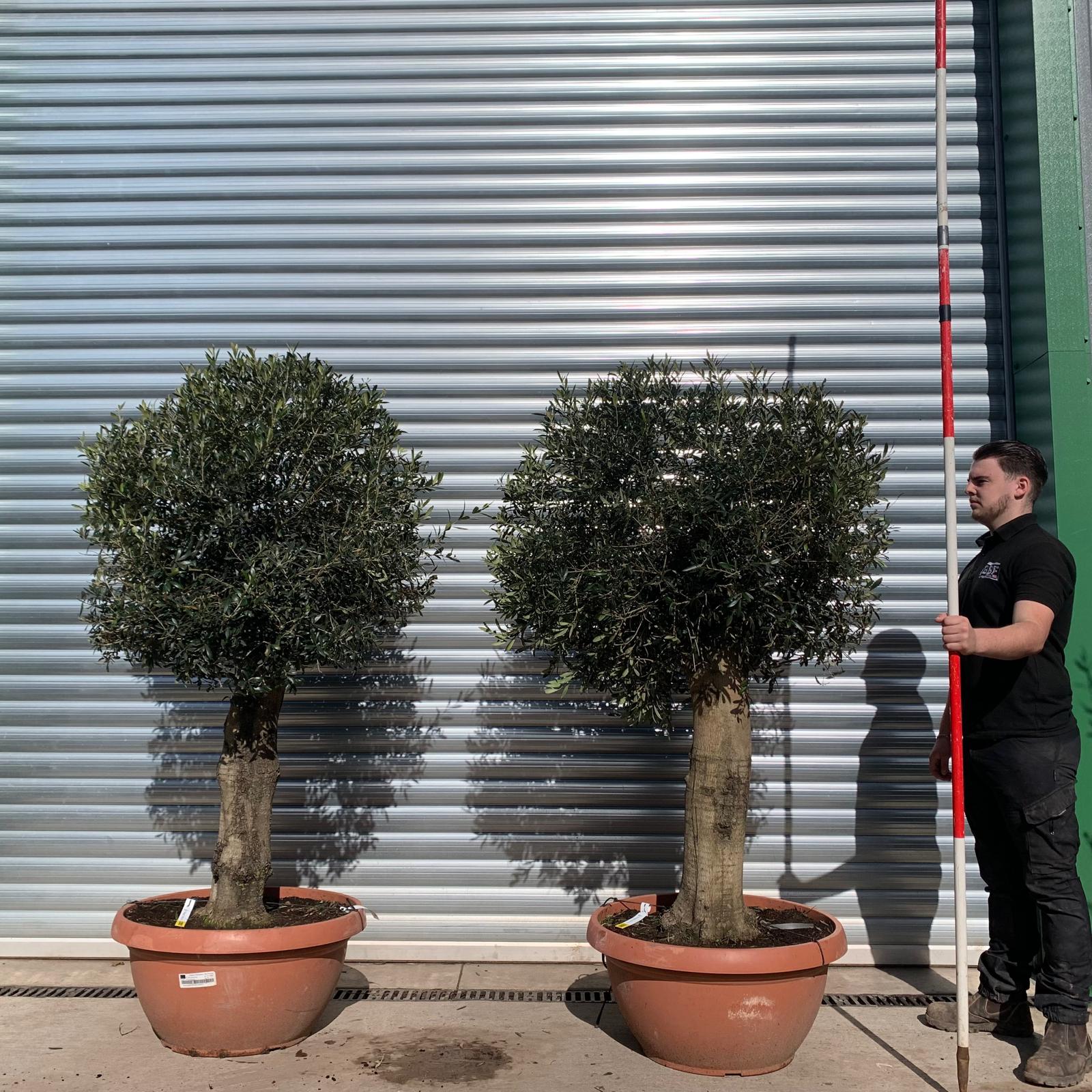 Olive Trees | Pair of Olive Trees | 22087 88