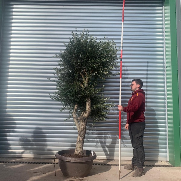 Olive Trees | Branched Olive Trees | 22090