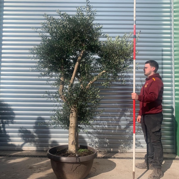 Olive Trees | Branched Olive Trees | 22091